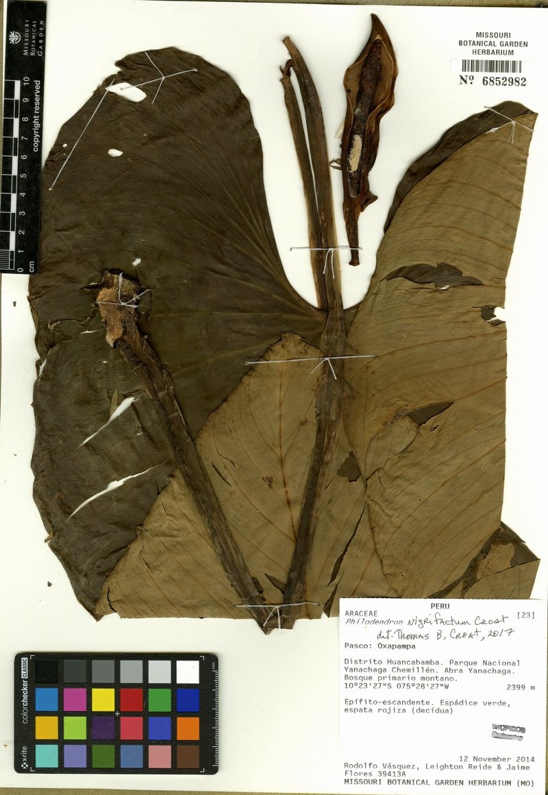 Philodendron nigrifactum