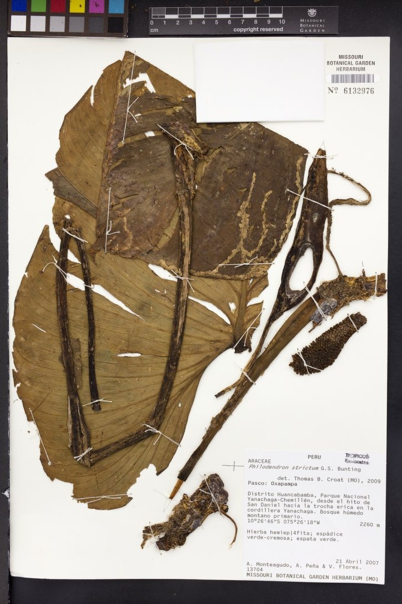 Philodendron nigrifactum photo 2