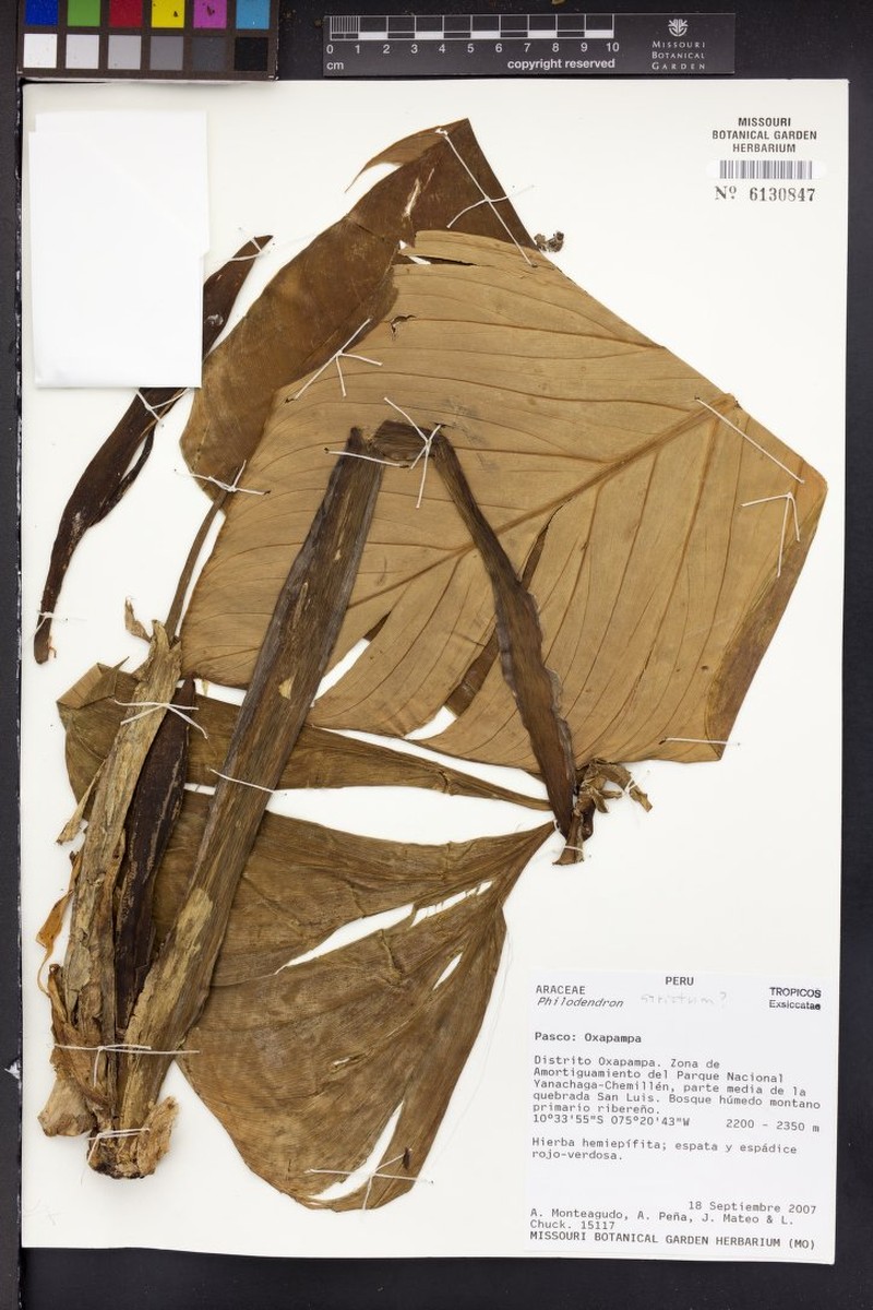 Philodendron nigrifactum photo 3