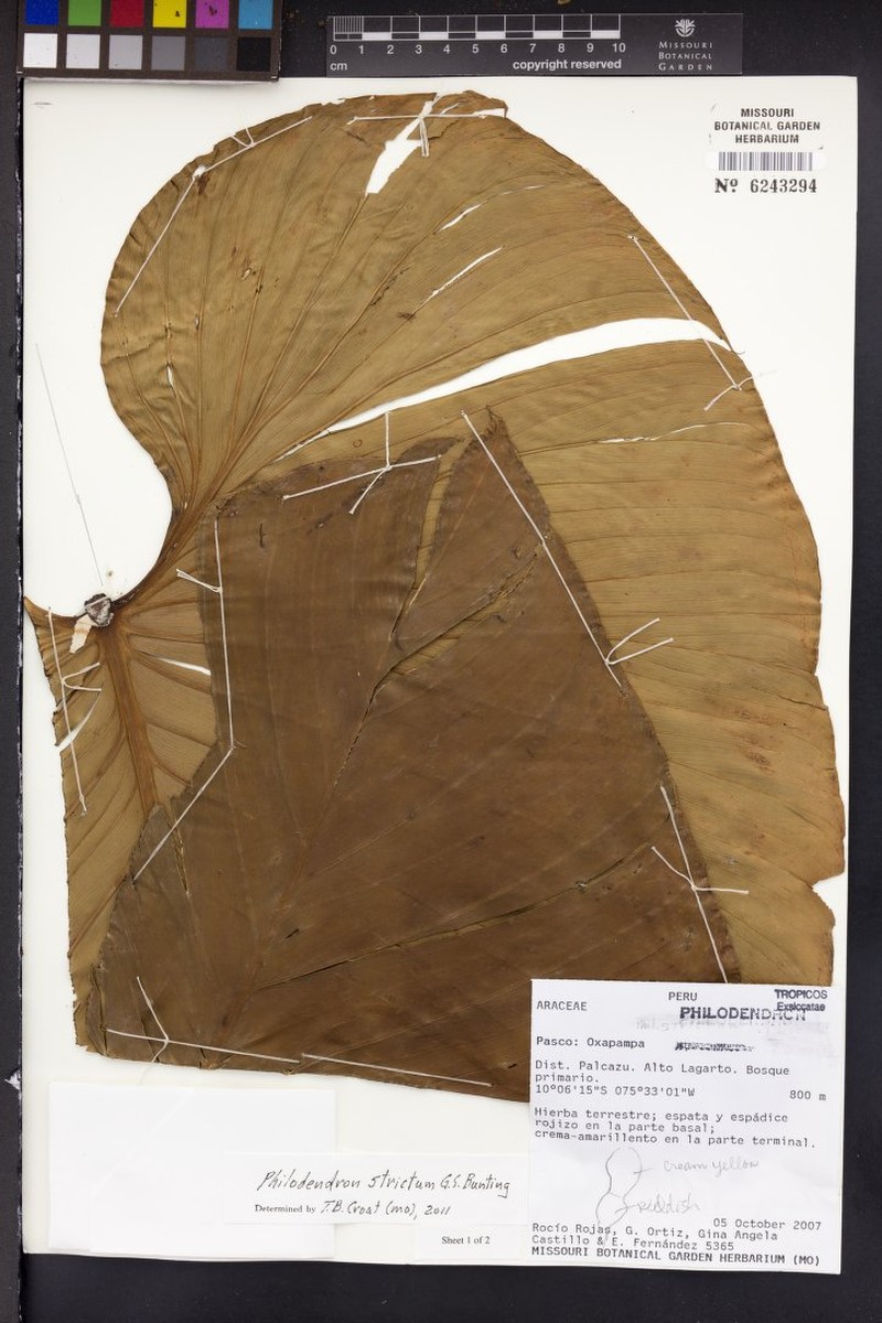 Philodendron nigrifactum photo 4