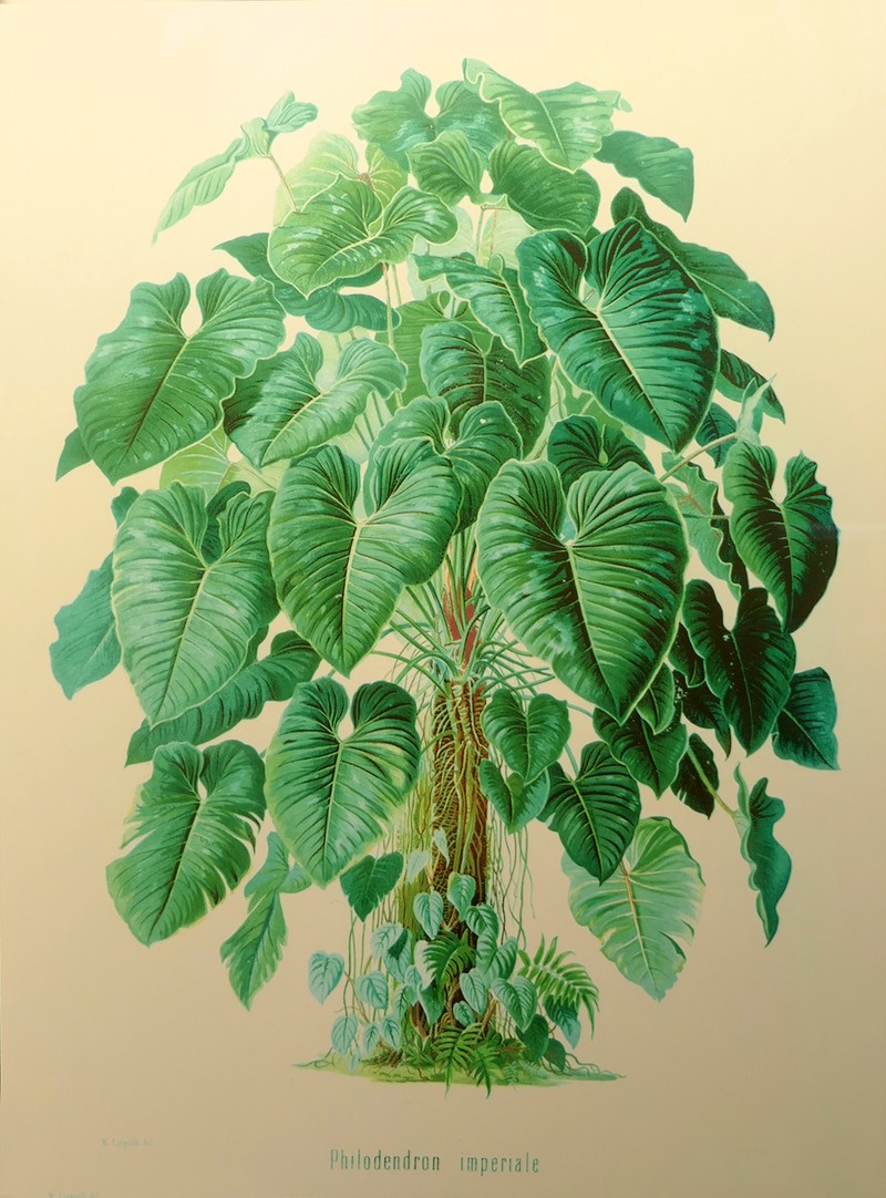 Philodendron photo 4
