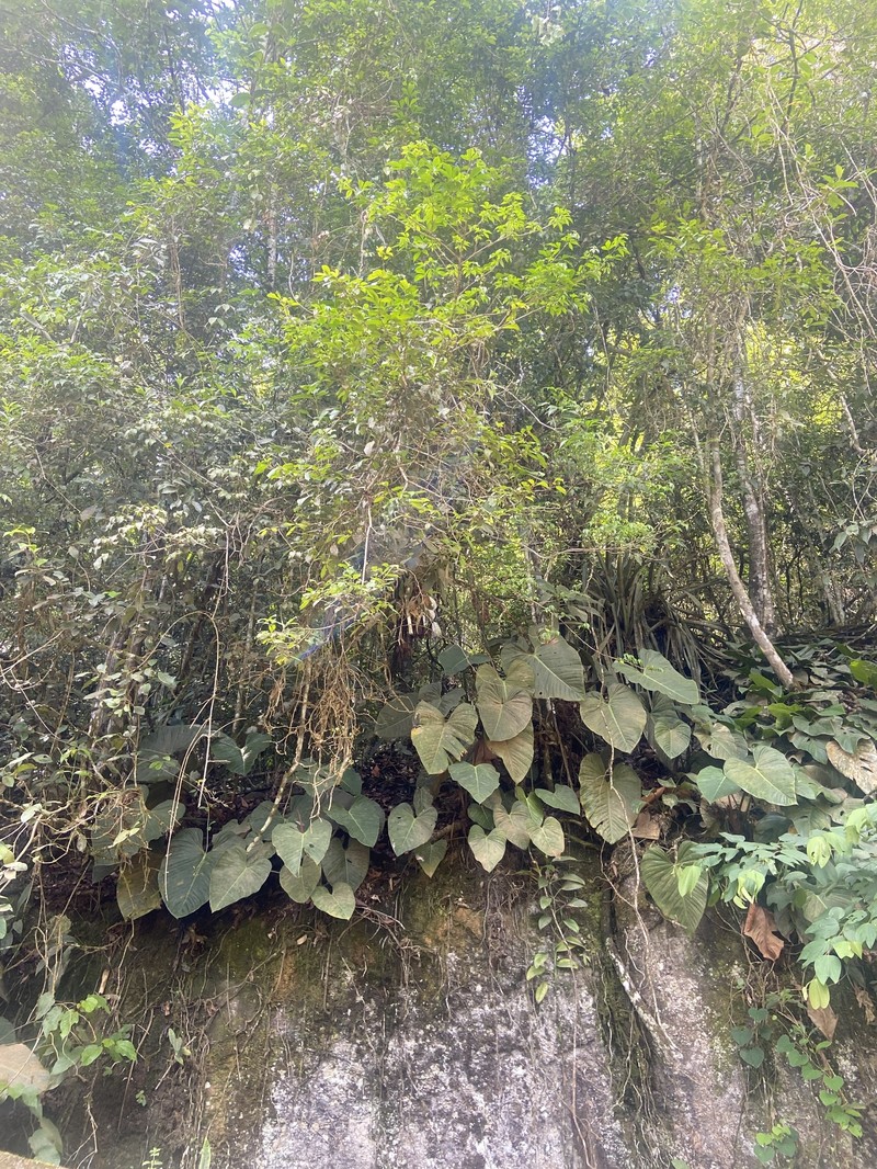 Philodendron photo 5