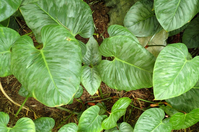 Philodendron photo 6