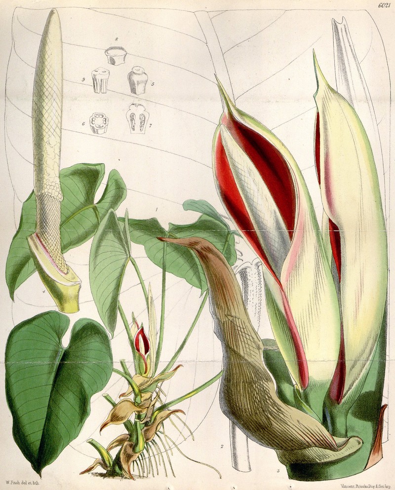 Philodendron photo 2