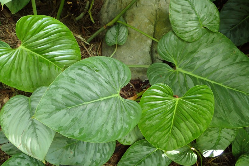 Philodendron photo 3