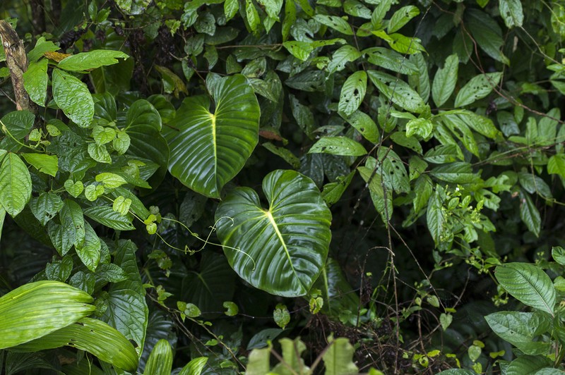 Philodendron ovatoluteum
