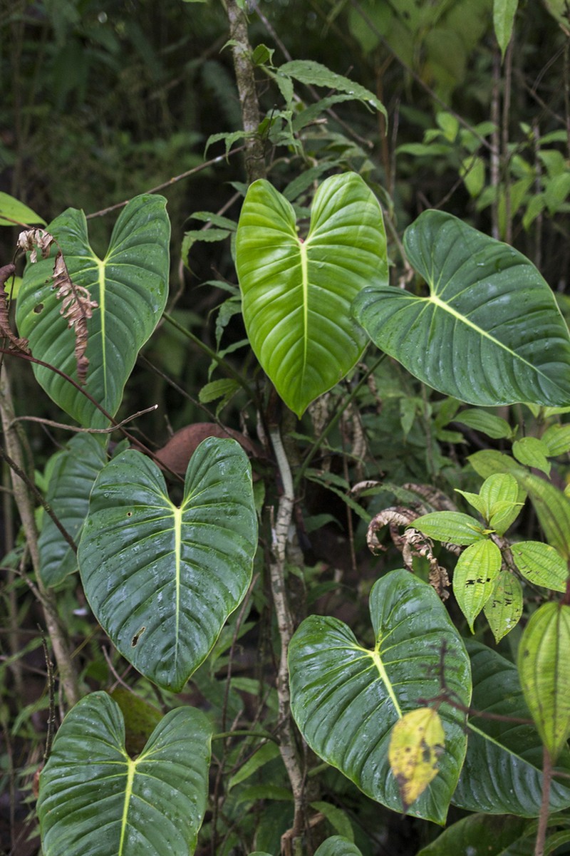 Philodendron ovatoluteum photo 2