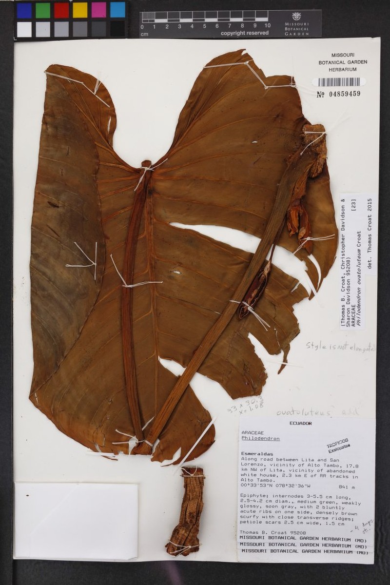 Philodendron ovatoluteum photo 5