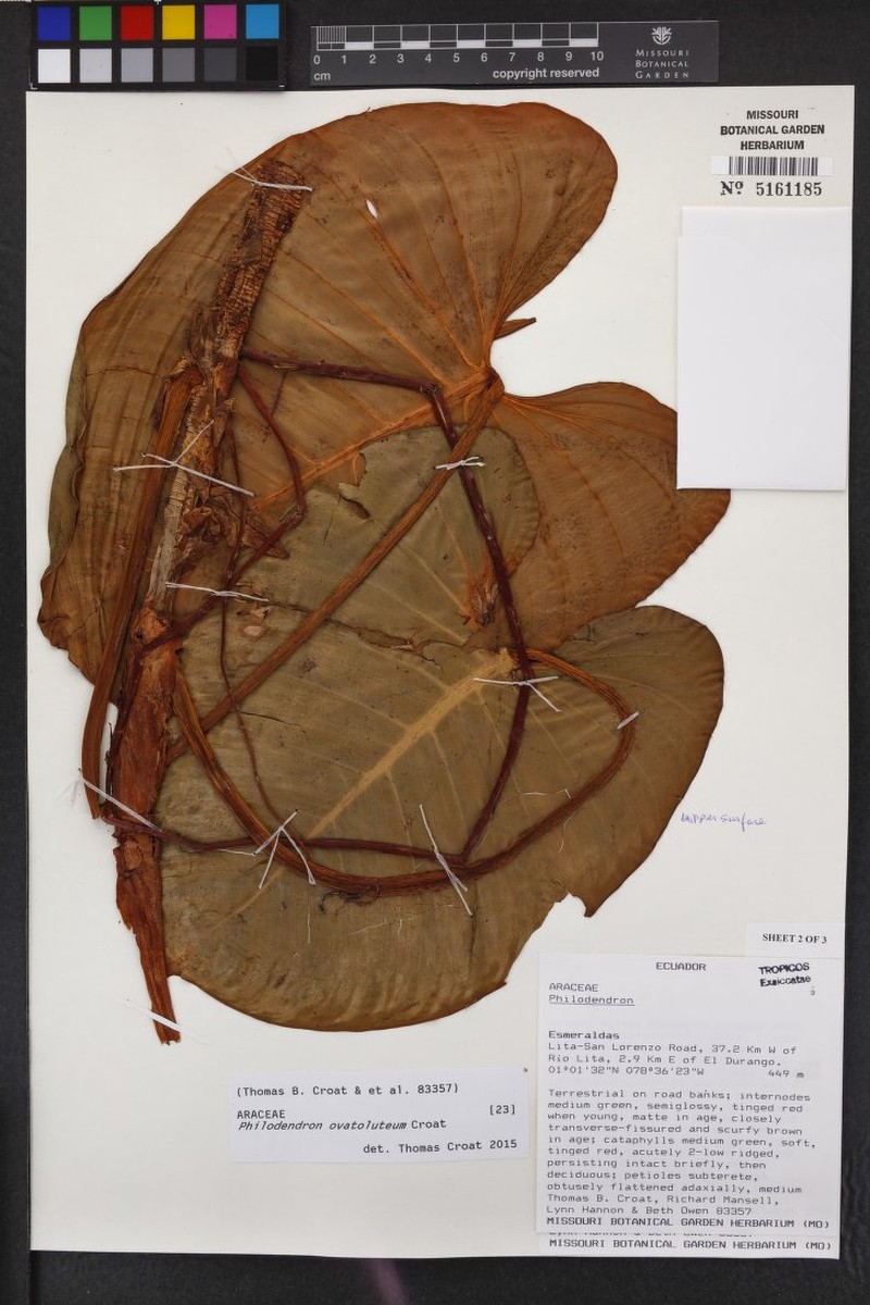 Philodendron ovatoluteum photo 6