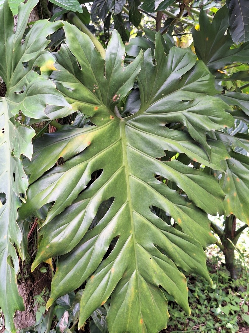 Philodendron palmicola