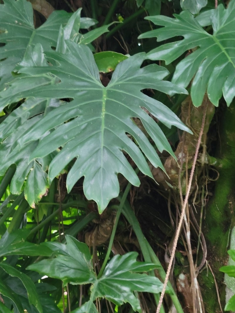 Philodendron palmicola photo 2