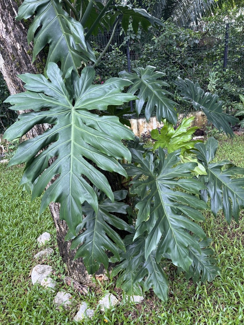 Philodendron palmicola photo 3