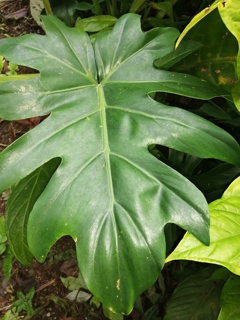 Philodendron palmicola photo 4