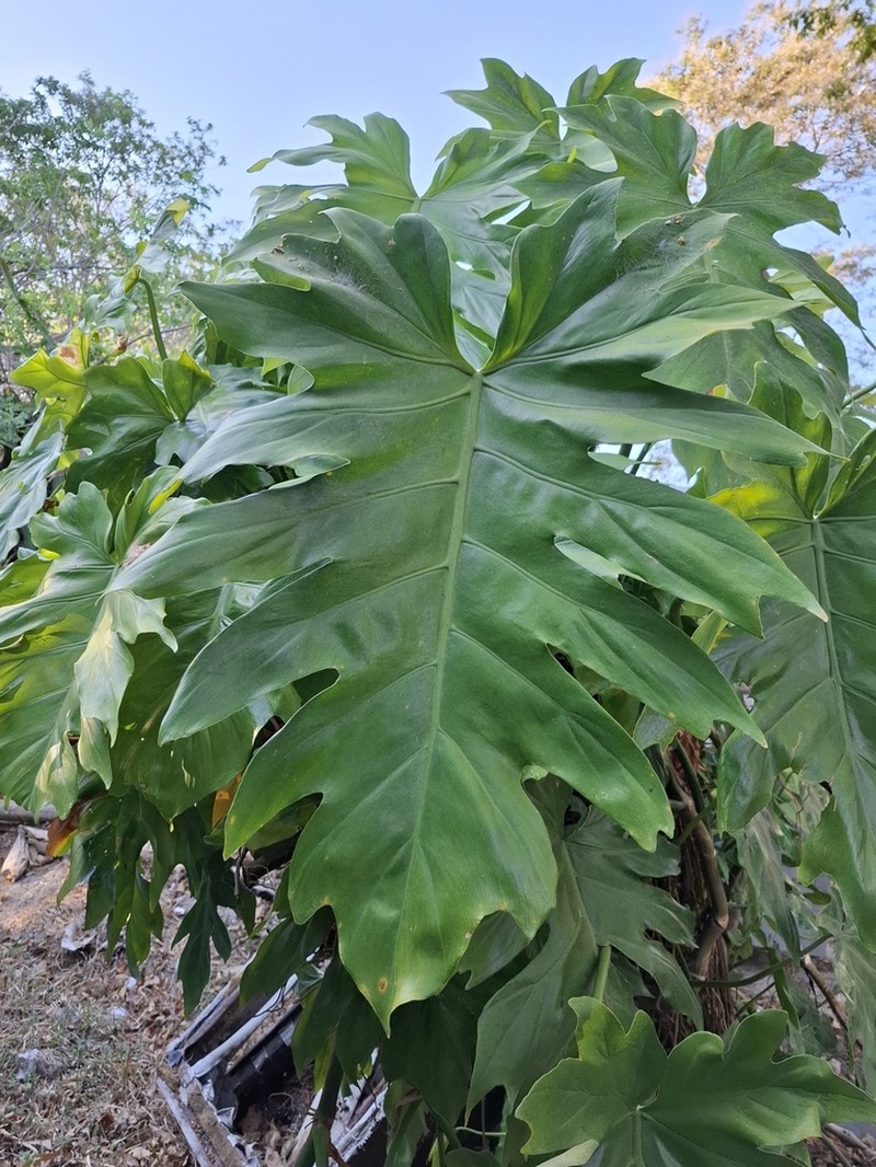 Philodendron palmicola photo 5