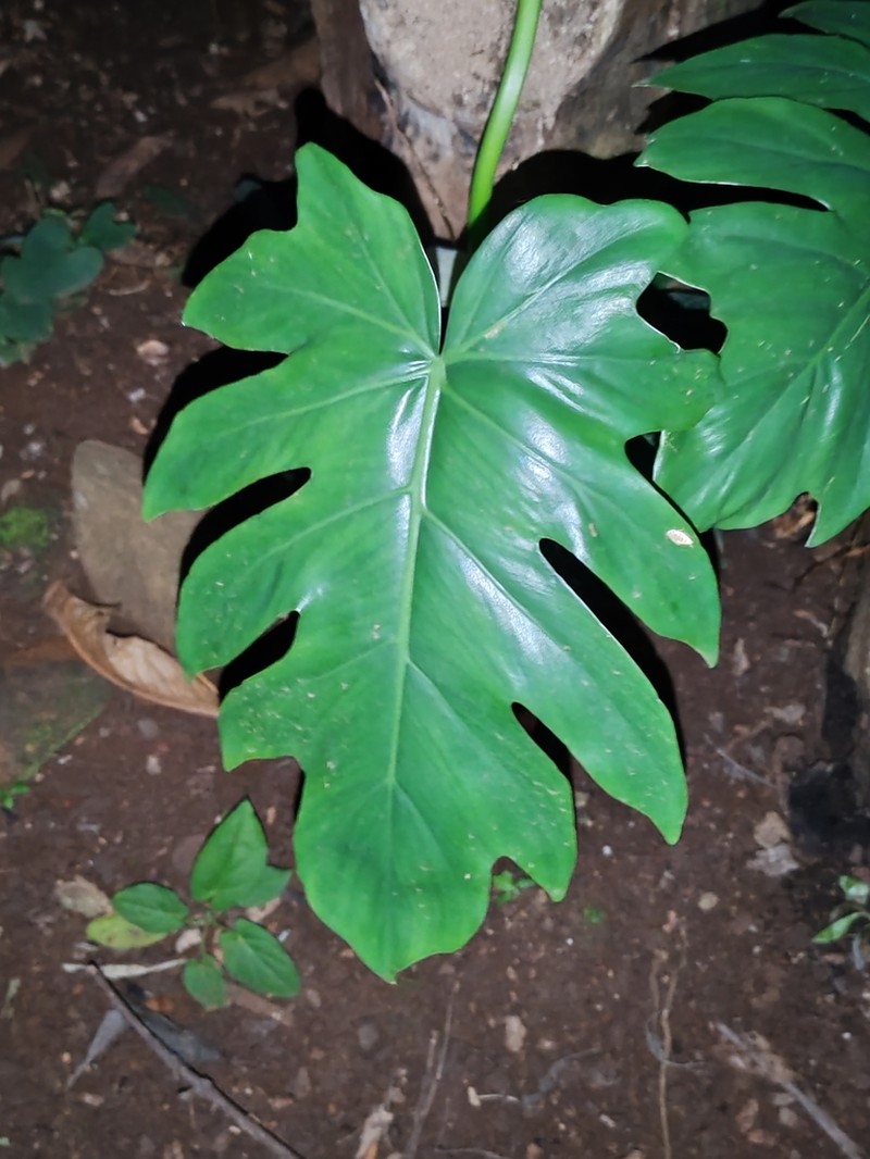 Philodendron palmicola photo 6