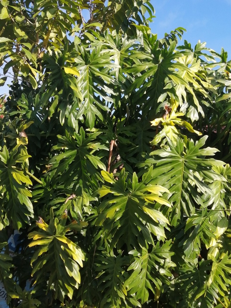 Philodendron palmicola photo 7