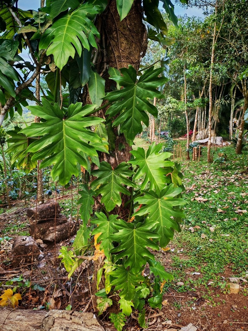 Philodendron palmicola photo 8