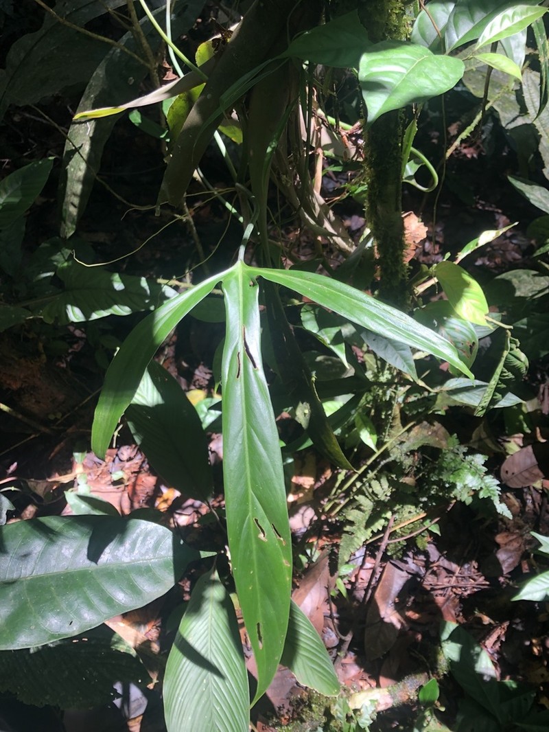 Philodendron paloraense
