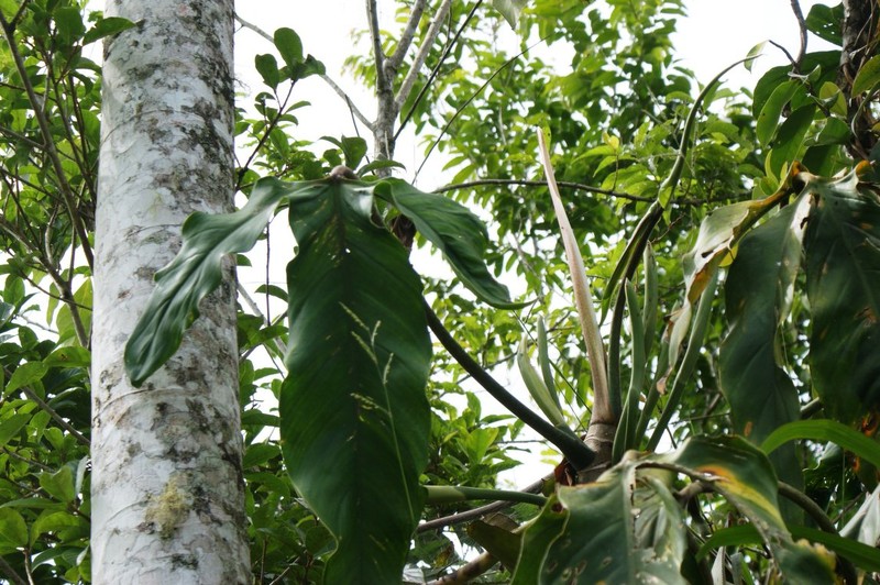 Philodendron paloraense photo 3