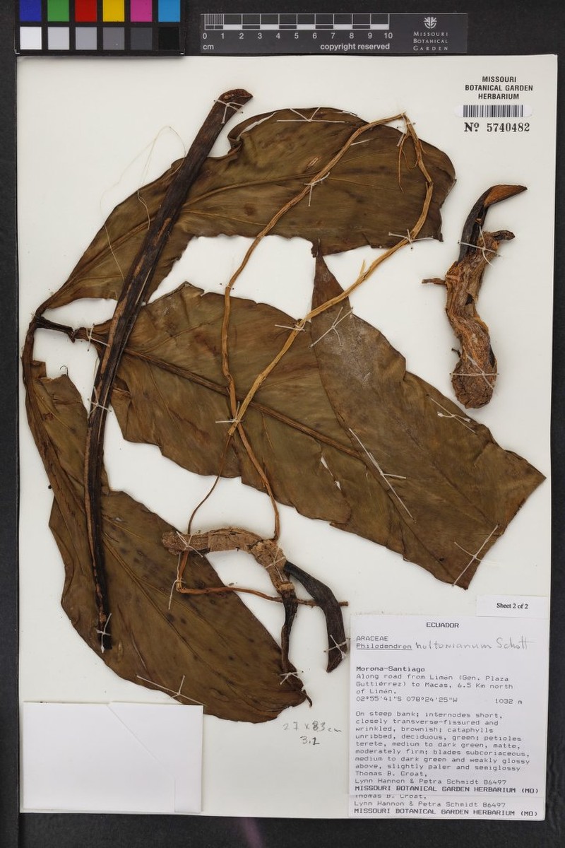 Philodendron paloraense photo 4