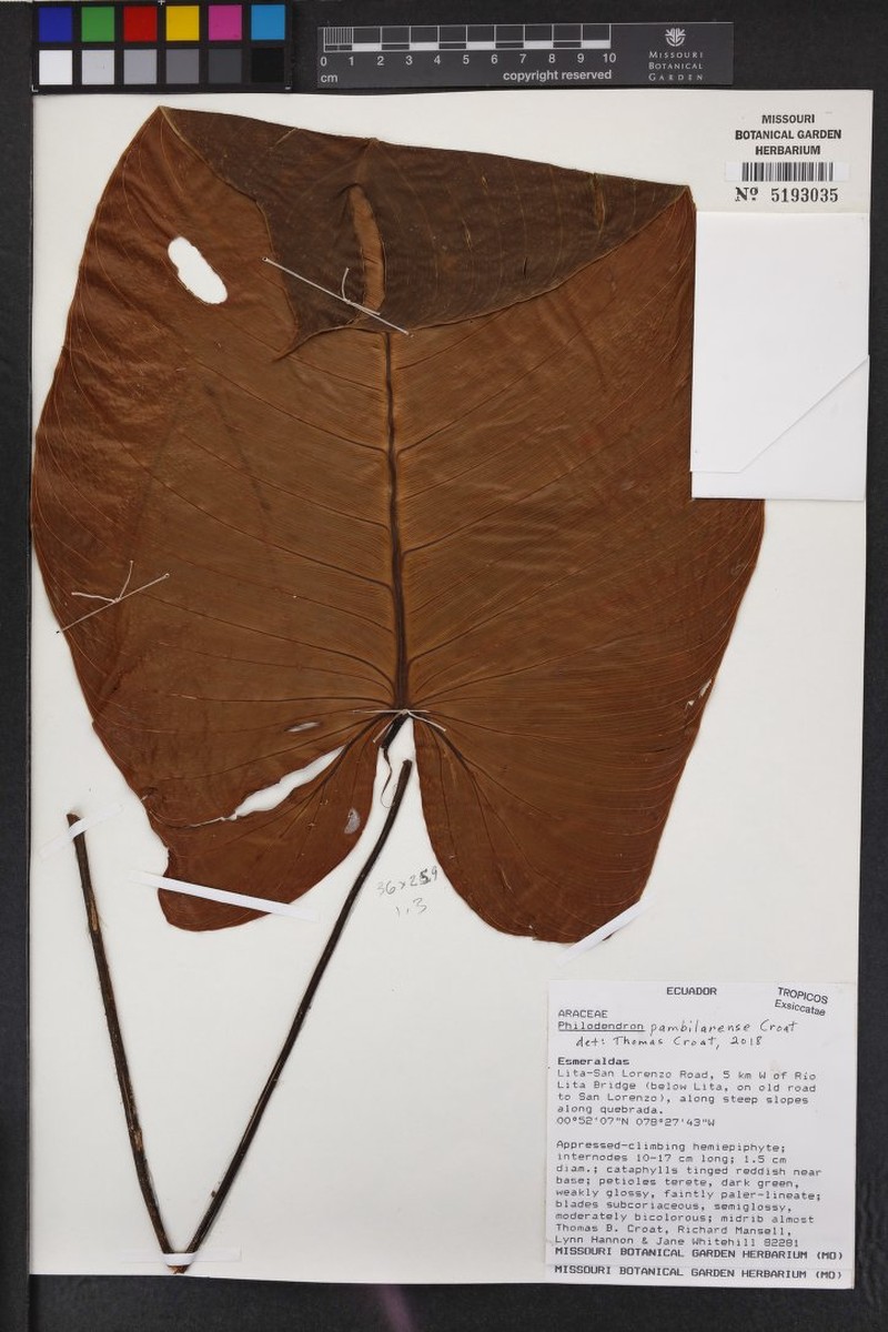 Philodendron pambilarense