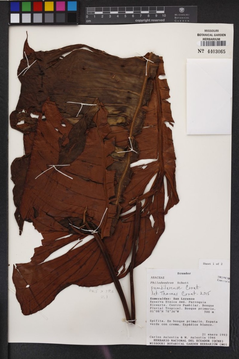Philodendron pambilarense photo 2