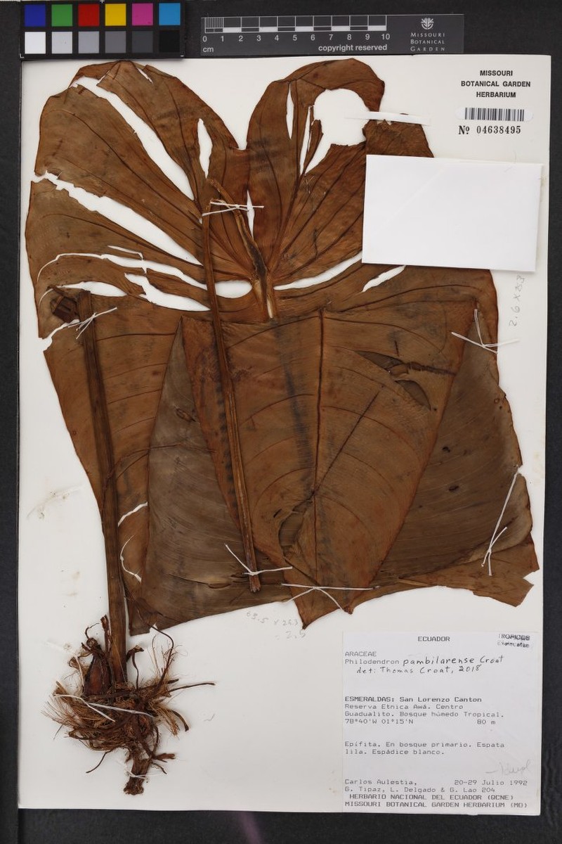 Philodendron pambilarense photo 3
