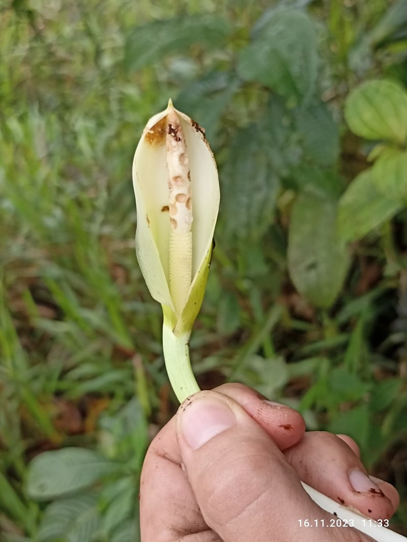 Philodendron parvidactylum