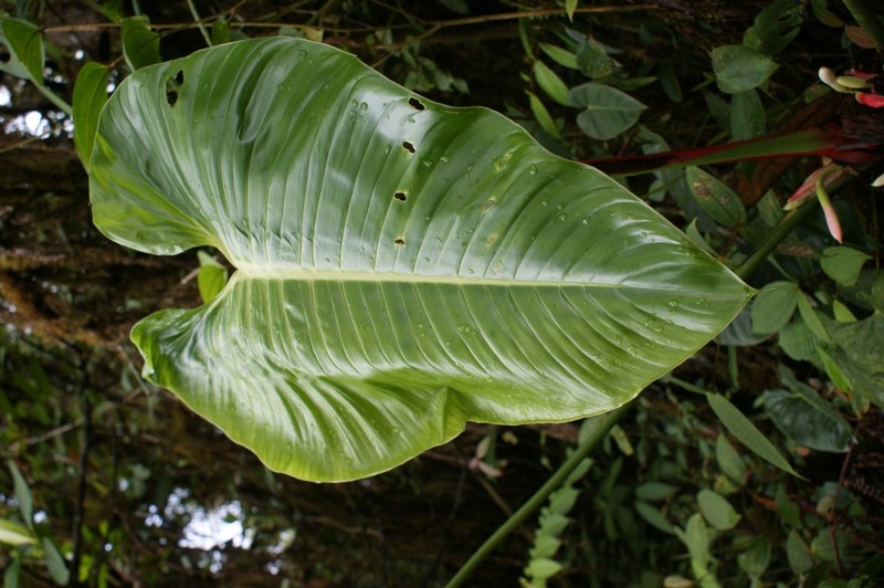 Philodendron parvidactylum photo 2