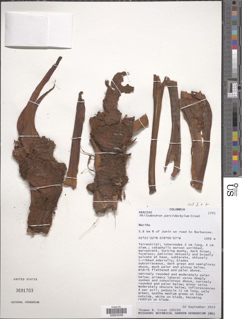 Philodendron parvidactylum photo 3