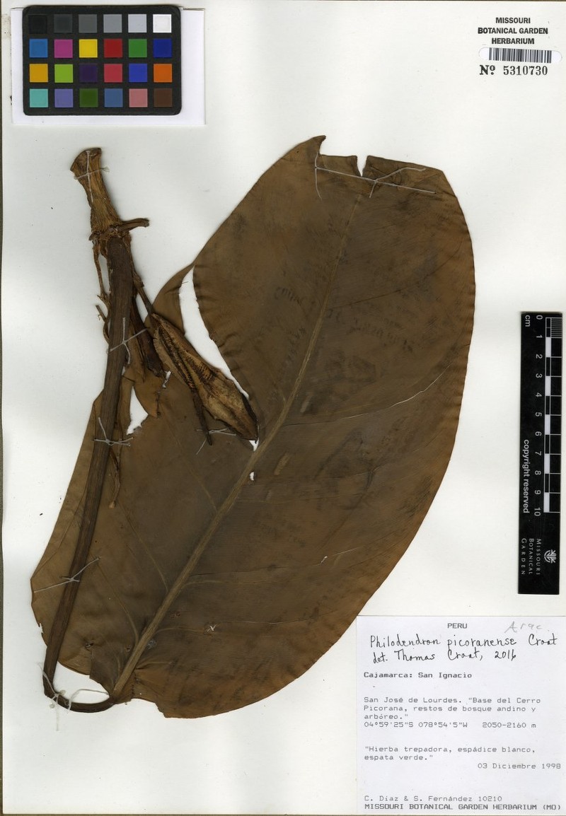 Philodendron picoranense