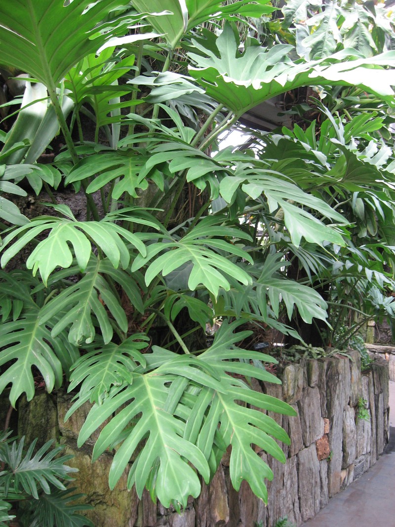 Comb-Leaf Philodendron