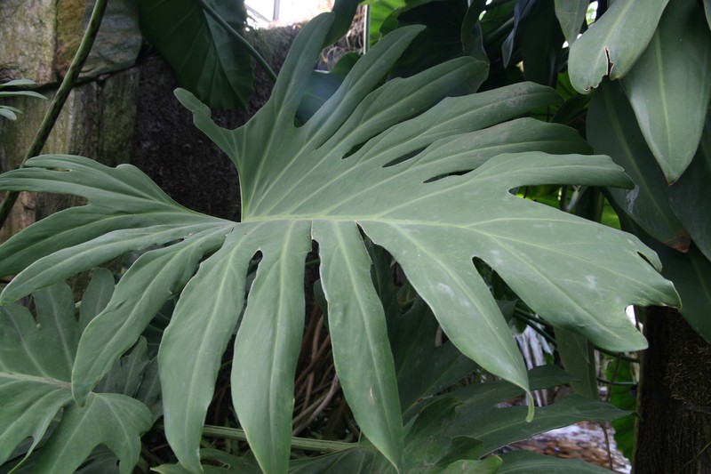 Comb-Leaf Philodendron photo 5