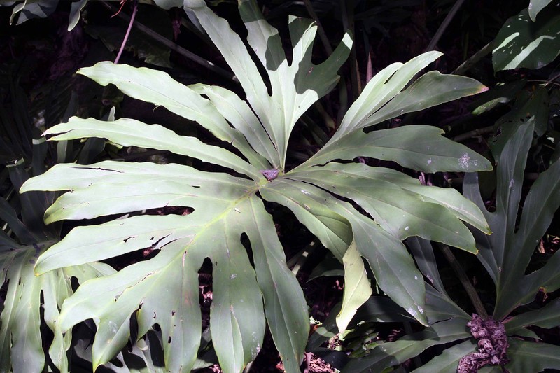 Comb-Leaf Philodendron photo 6