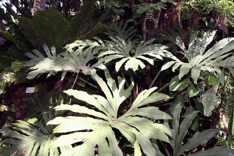 Comb-Leaf Philodendron photo 7