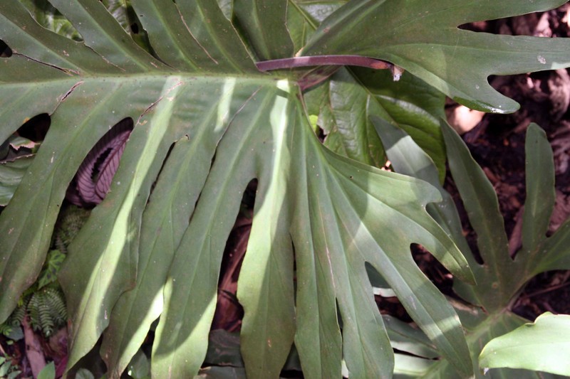 Comb-Leaf Philodendron photo 2
