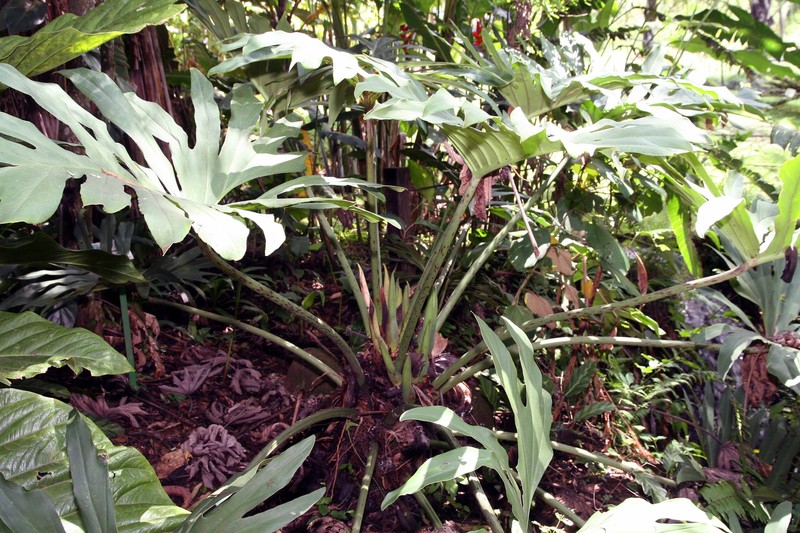 Comb-Leaf Philodendron photo 3