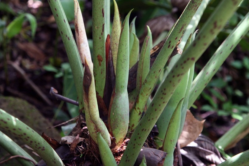 Comb-Leaf Philodendron photo 4