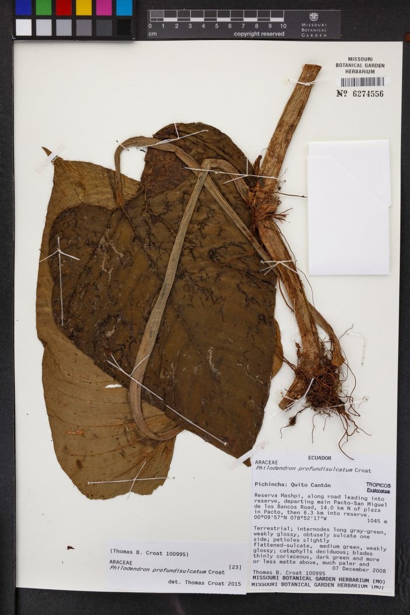 Philodendron profundisulcatum