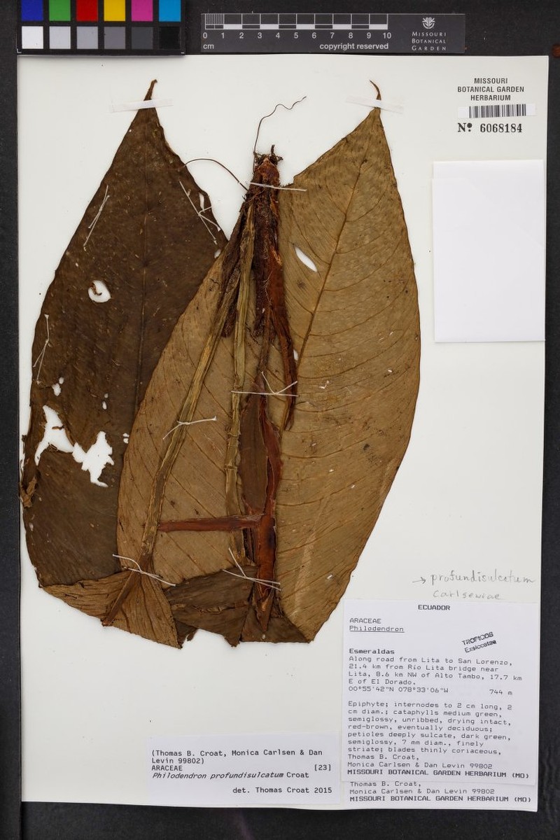 Philodendron profundisulcatum photo 2