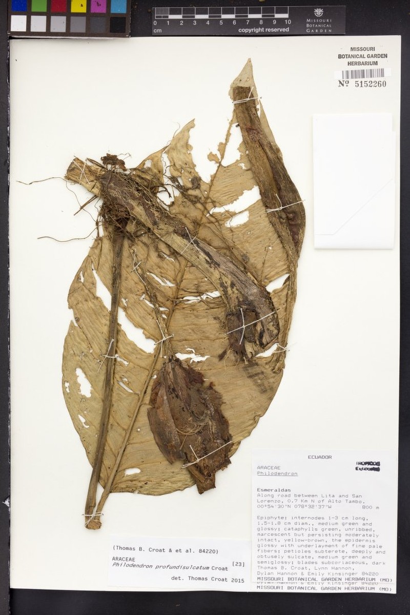 Philodendron profundisulcatum photo 3