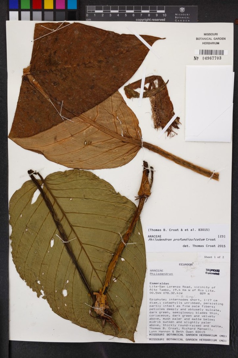 Philodendron profundisulcatum photo 4