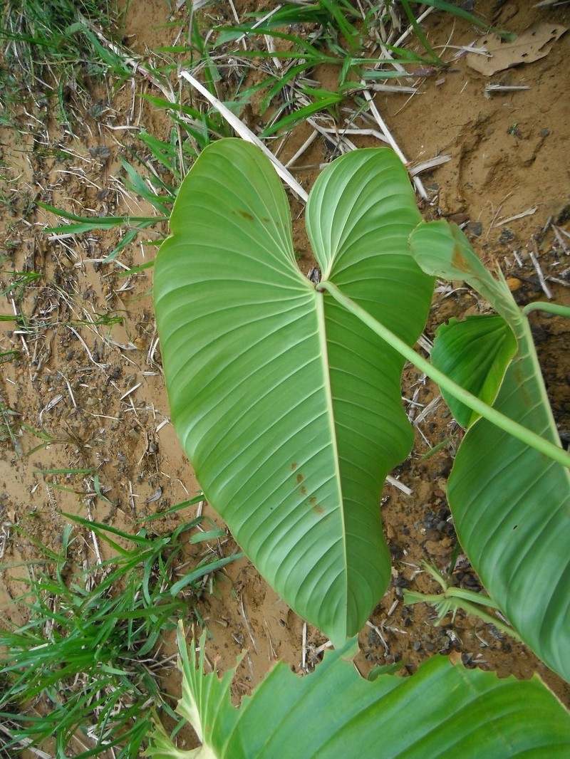 Philodendron quelalii