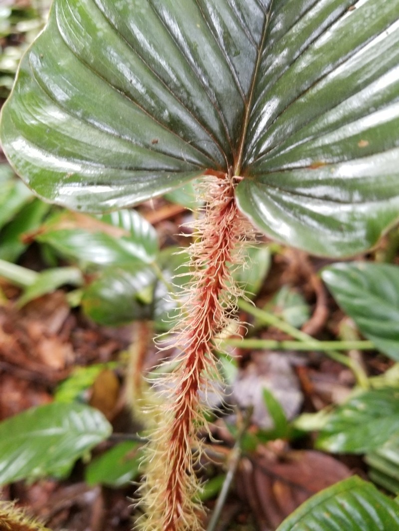 Philodendron rex