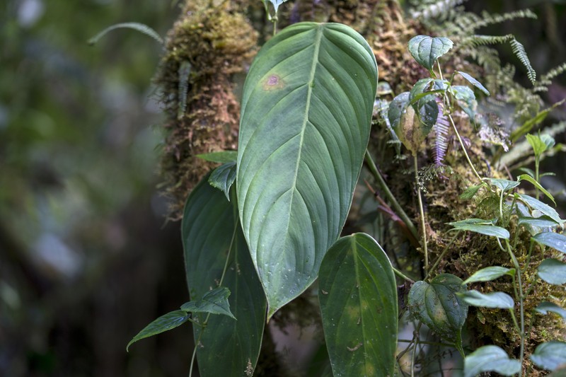 Philodendron rubioi photo 2