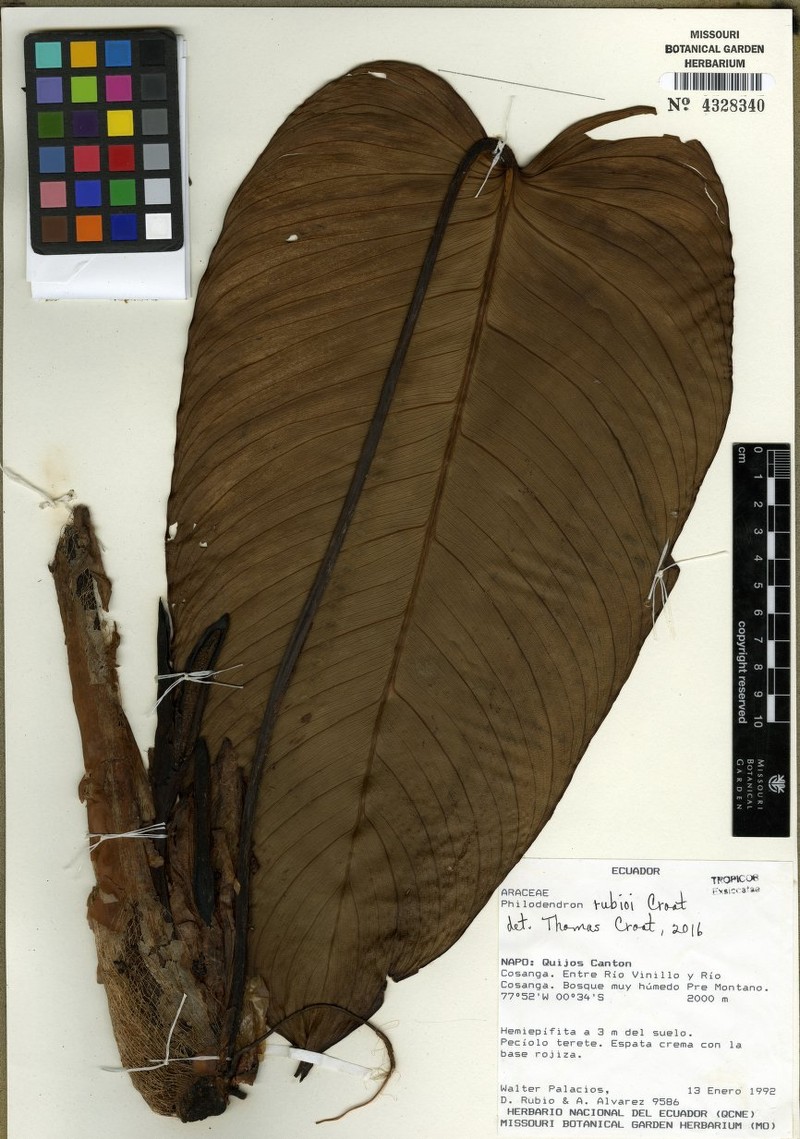 Philodendron rubioi photo 3