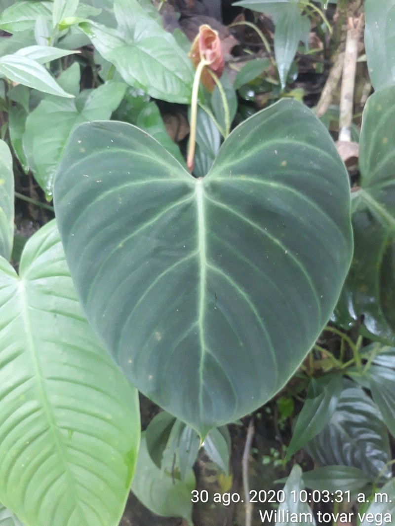 Philodendron rubrijuvenile