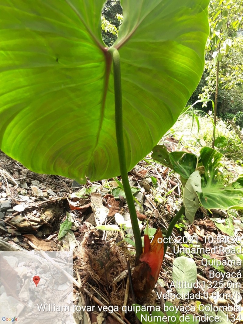 Philodendron rubrijuvenile photo 2