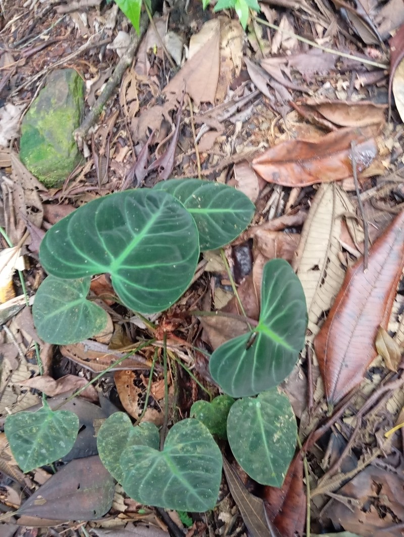 Philodendron rubrijuvenile photo 3