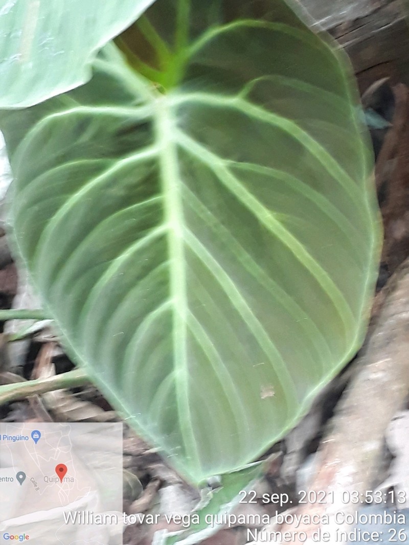 Philodendron rubrijuvenile photo 4